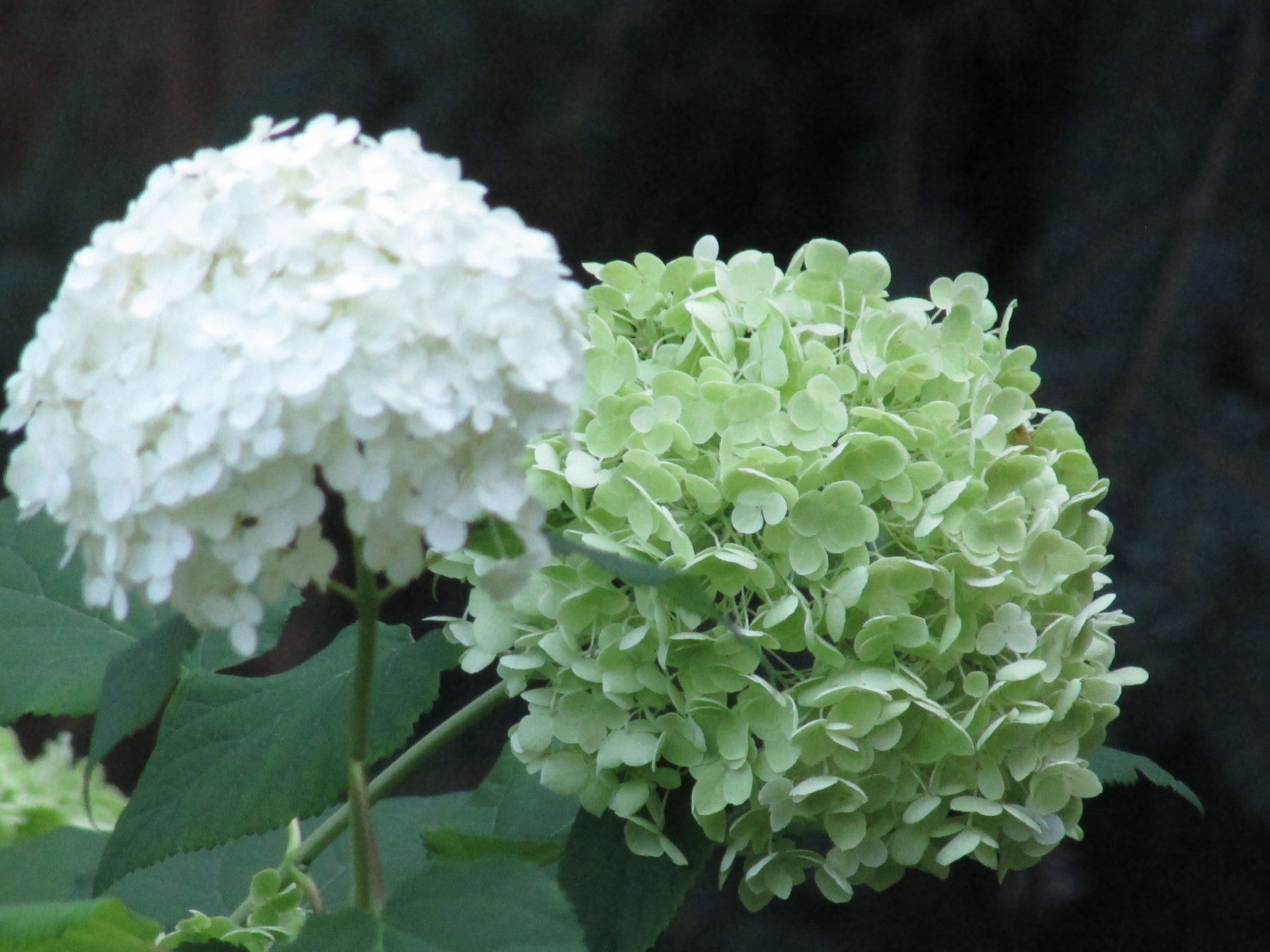 Getting Your Spring Garden off to a Quick Start : Ninja Gardening