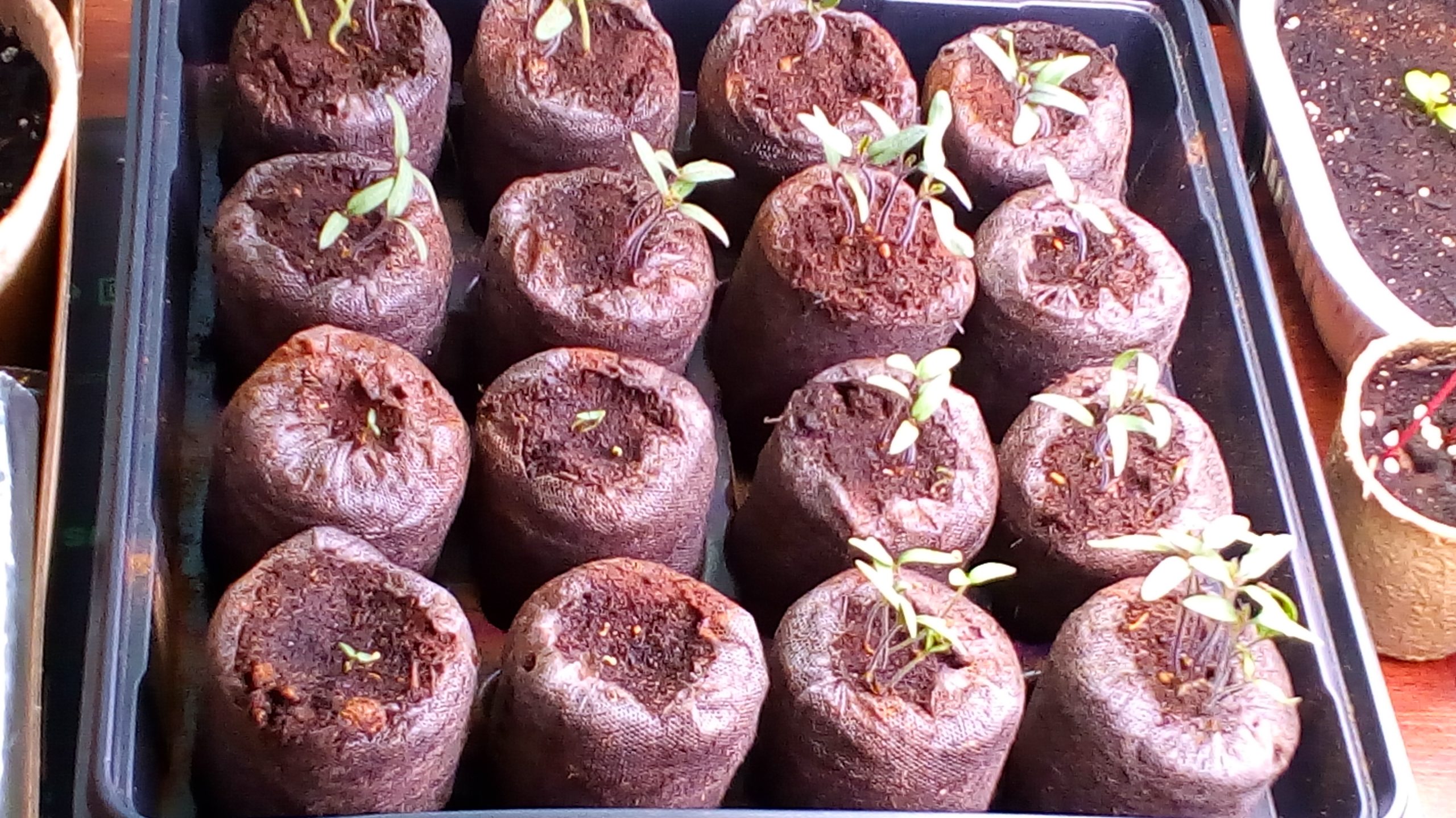Seed Starting for Newbies and Ninjas : Ninja Gardening