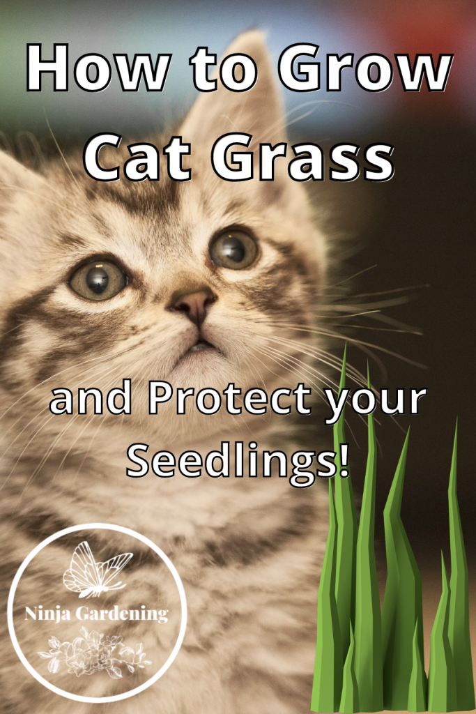 a kitten with grass, how to grow cat grass