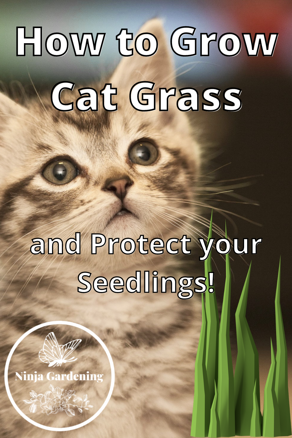 How to Grow Cat Grass and Protect Your Seedlings Ninja Gardening