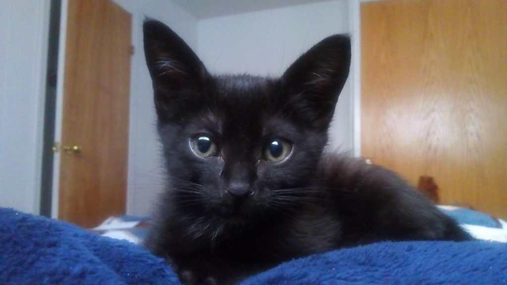 black kitten waiting for cat grass